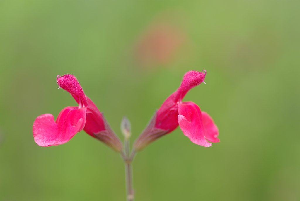 八方美人？
