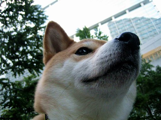 見上げました