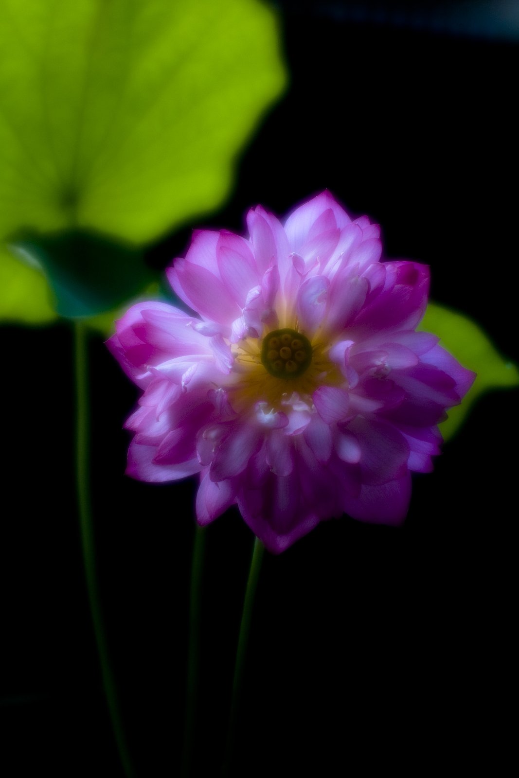 アトリエの蓮