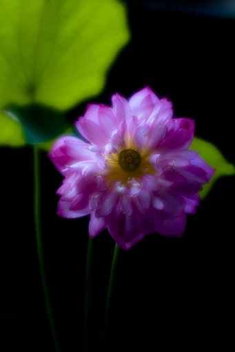 アトリエの蓮