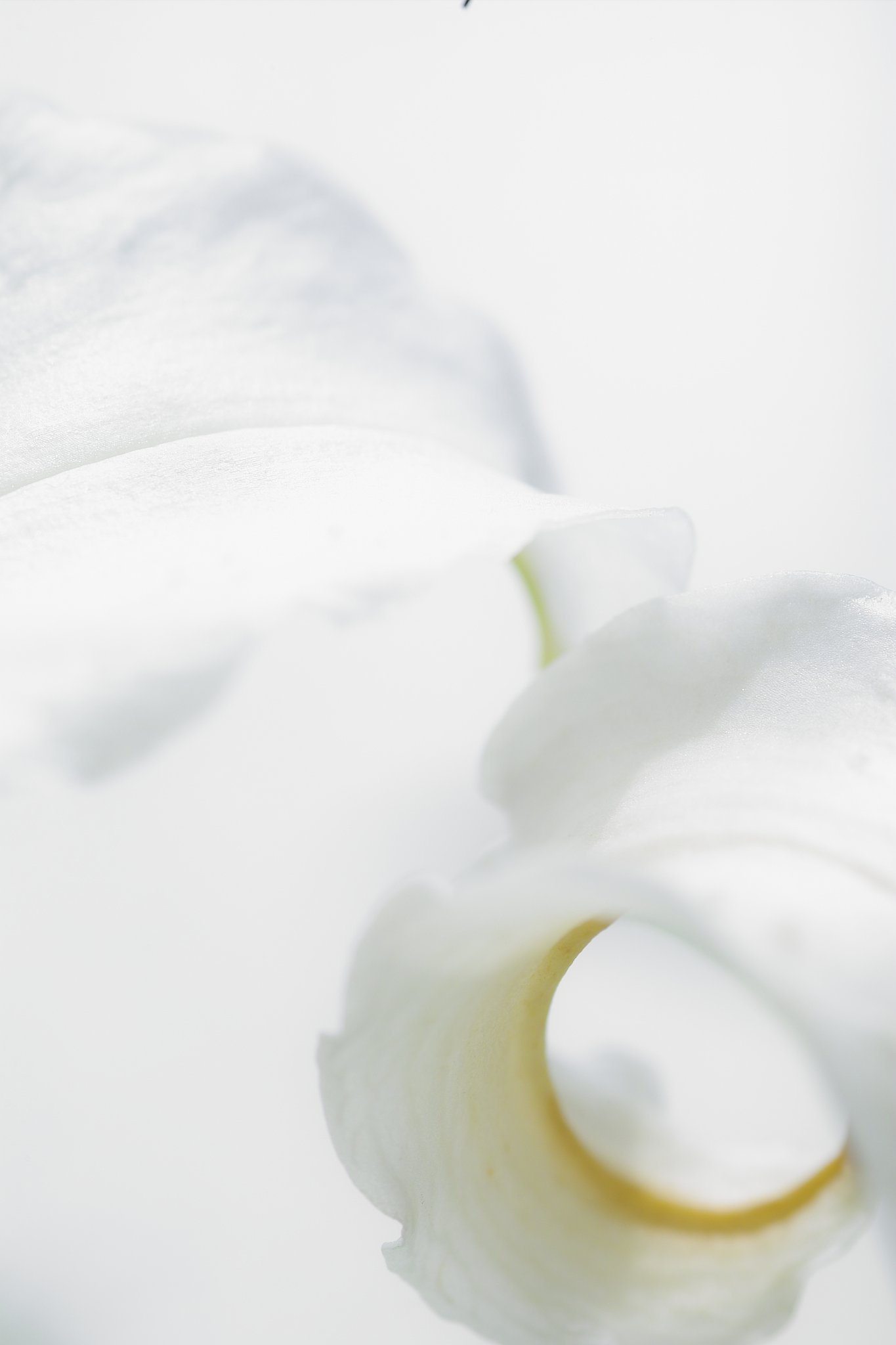 百合の花