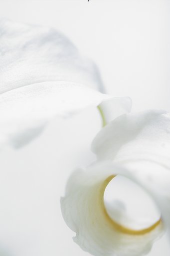 百合の花