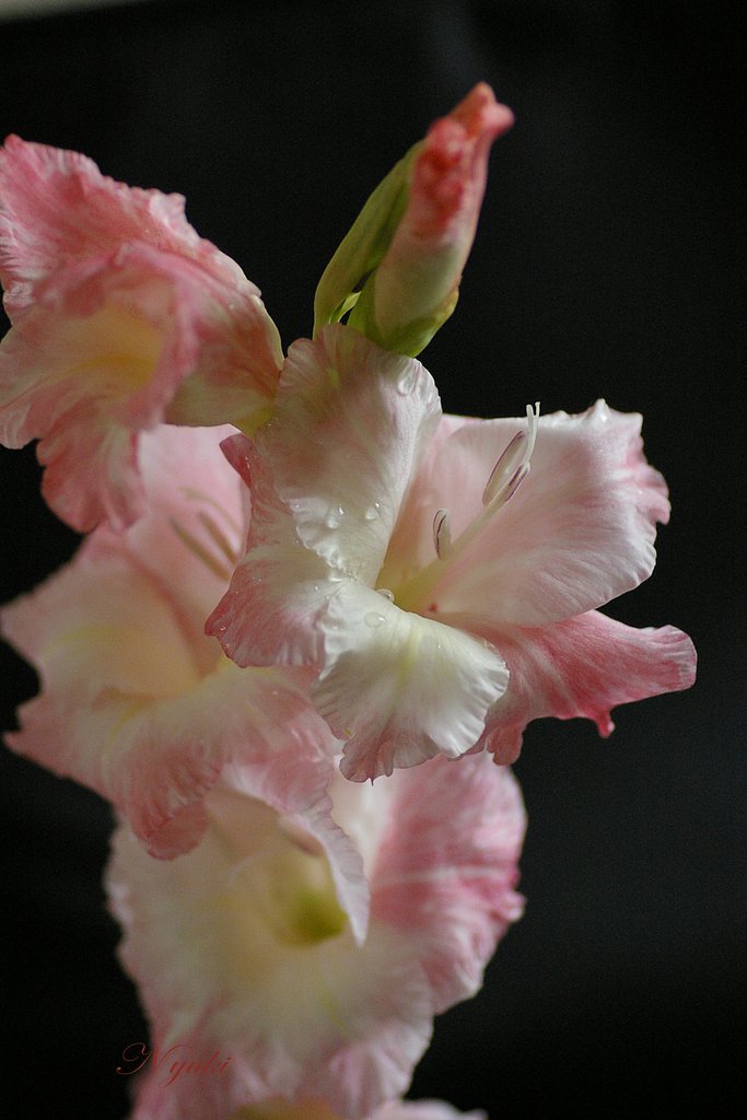 【伝】花火を花で