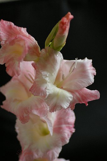 【伝】花火を花で