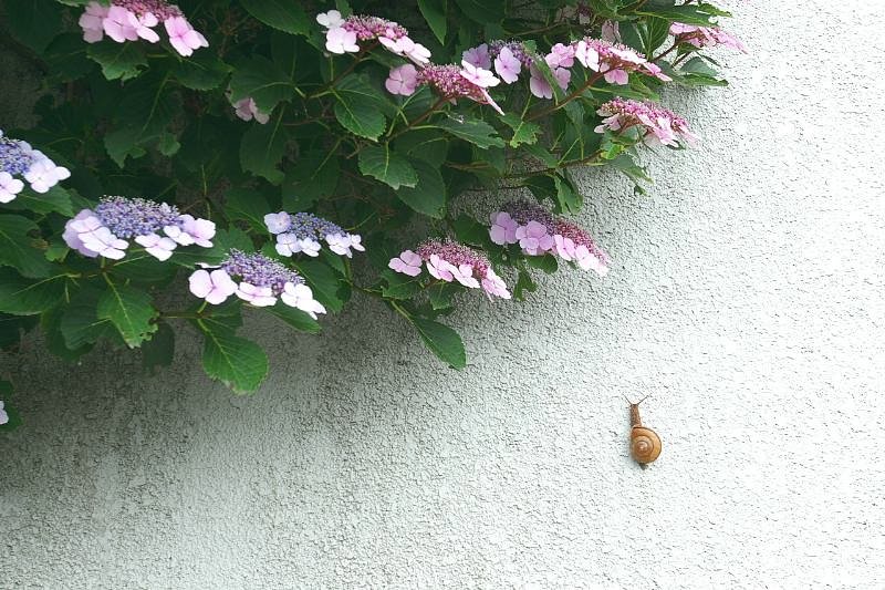 梅雨の合間に