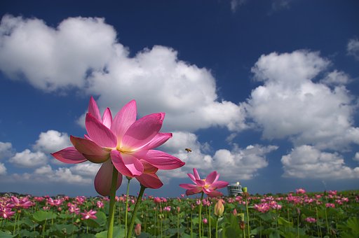 夏花爽景