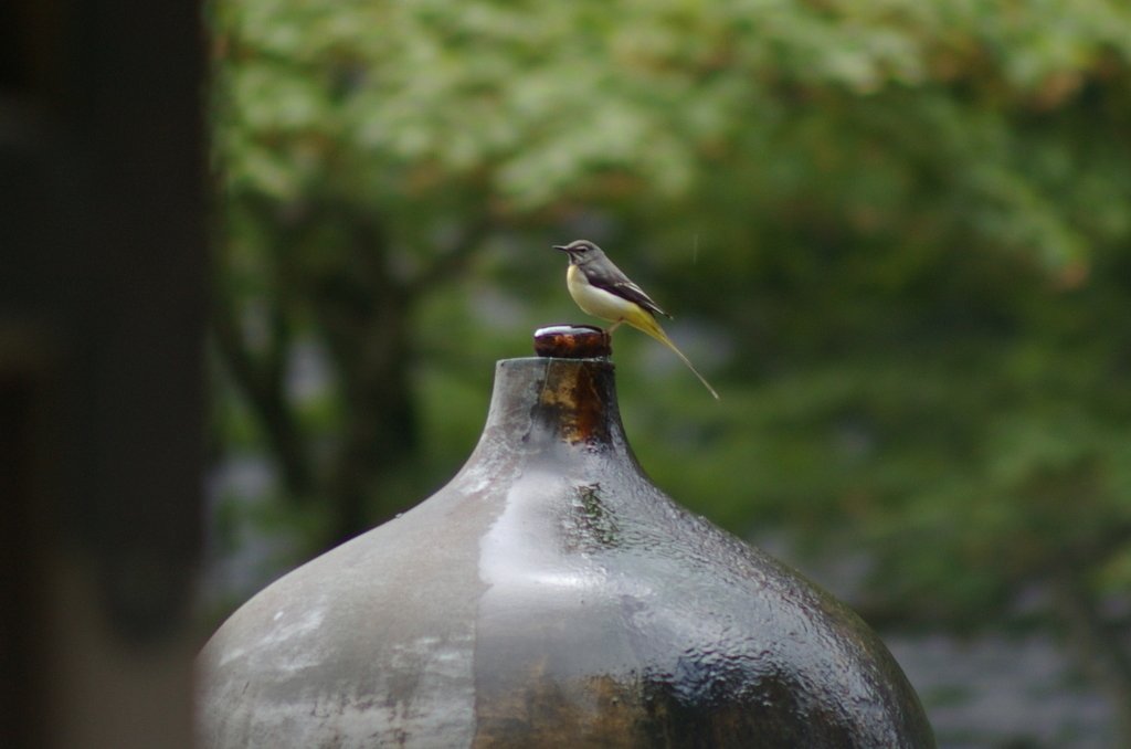 比叡の野鳥