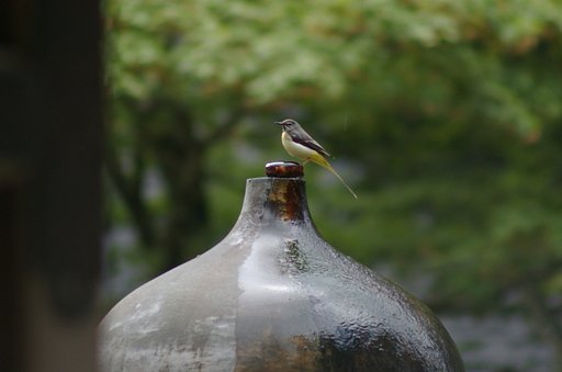 比叡の野鳥