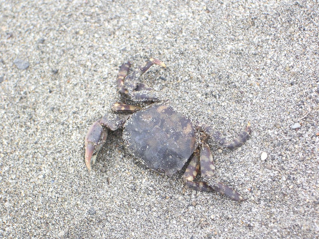 カニカニ