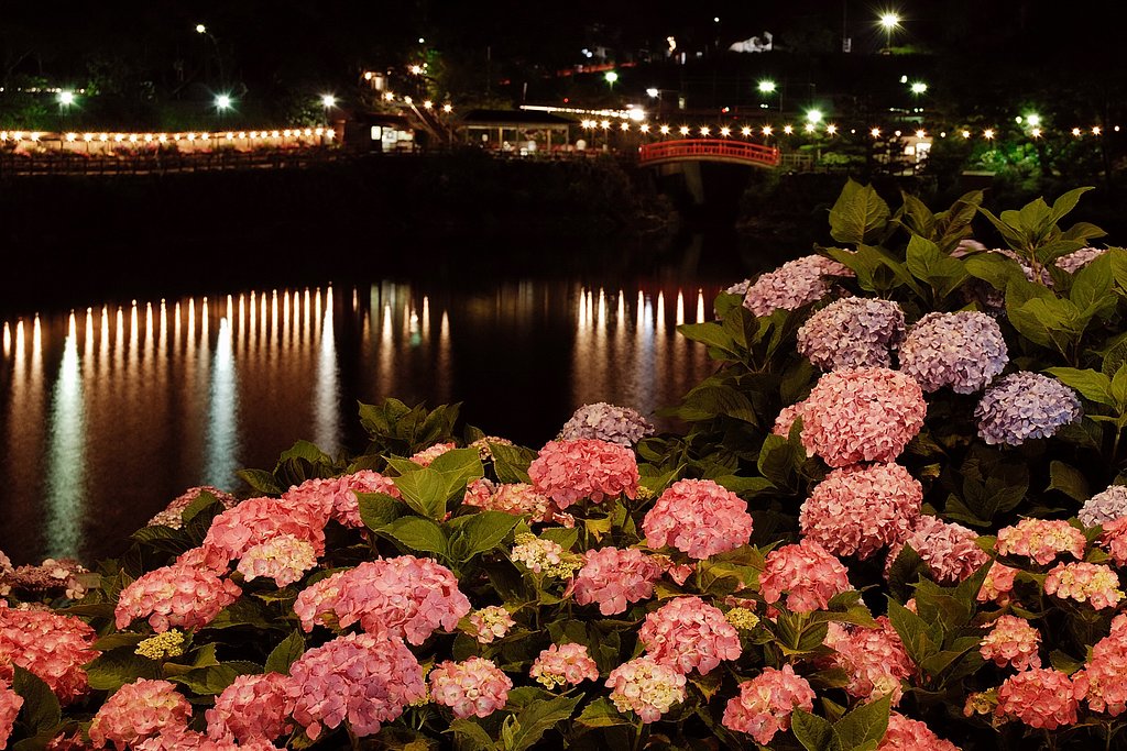 夜紫陽花