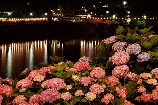 夜紫陽花
