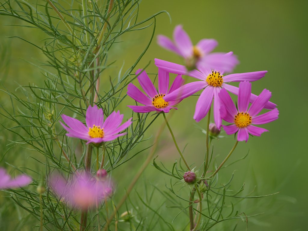 秋桜