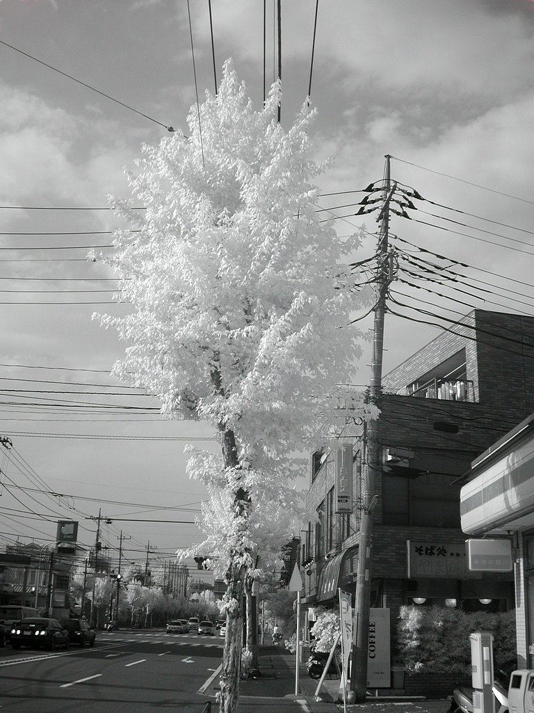 木々の緑
