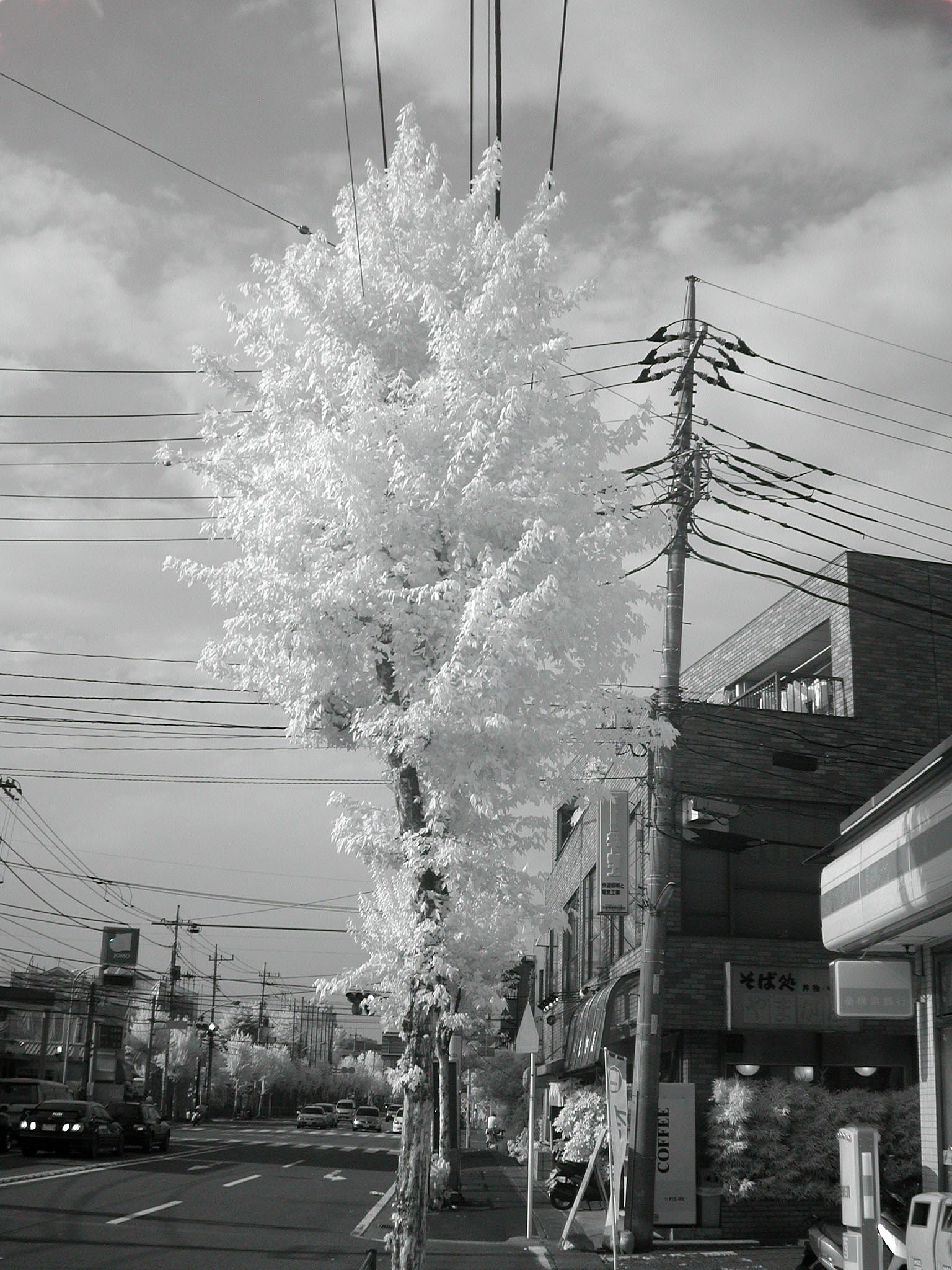 木々の緑