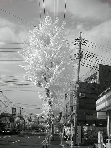 木々の緑