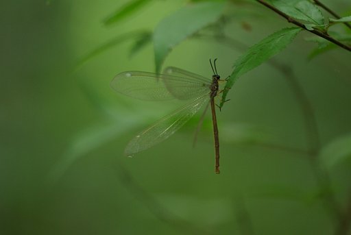 薄羽蜉蝣