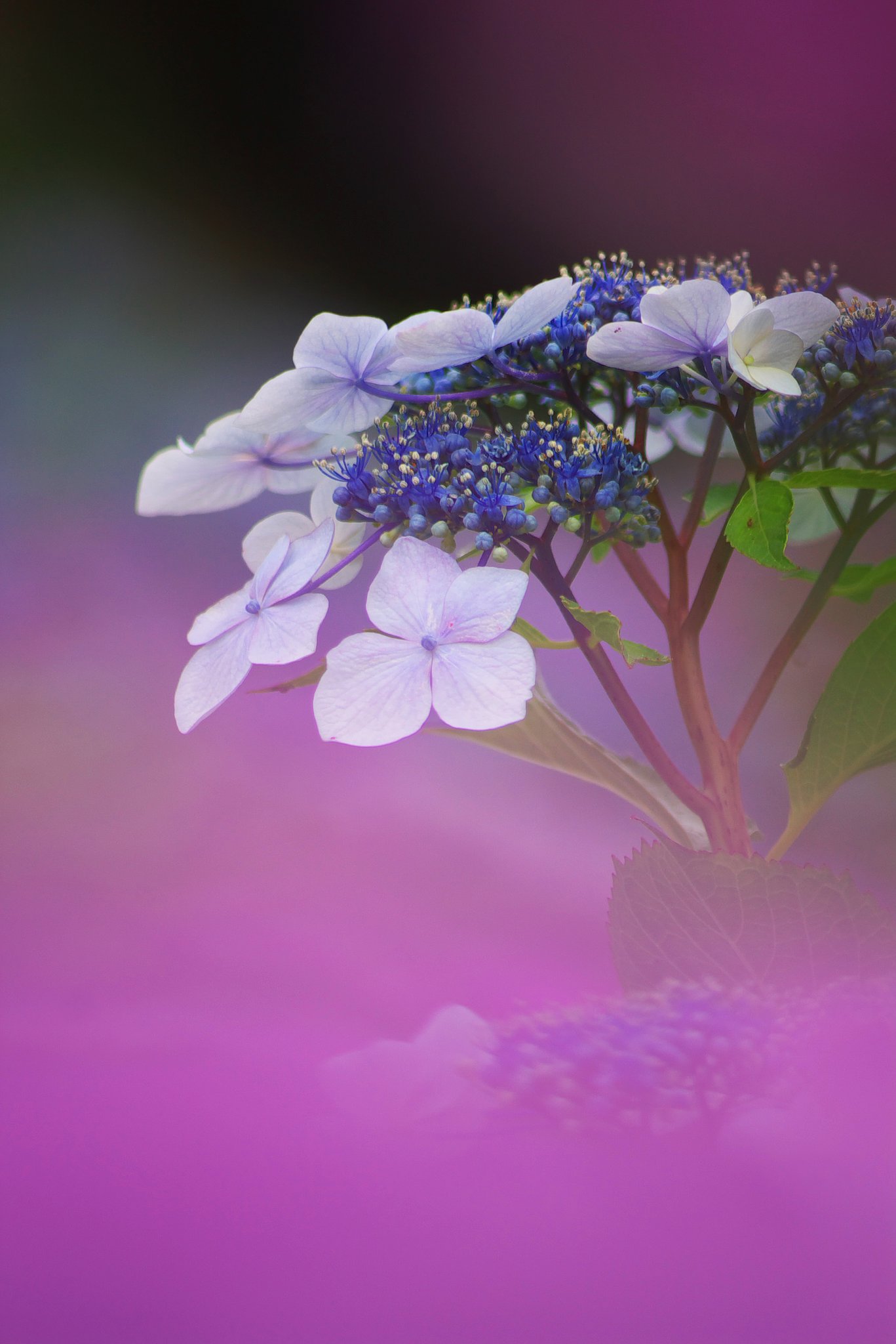 梅雨の花