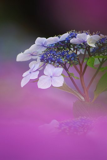 梅雨の花