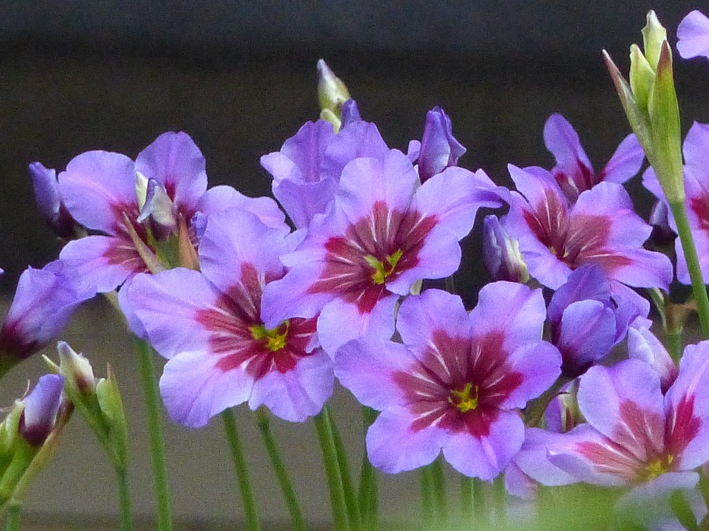 好みの色の庭の花　