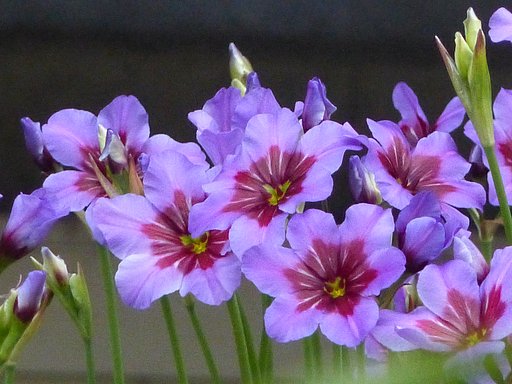 好みの色の庭の花　