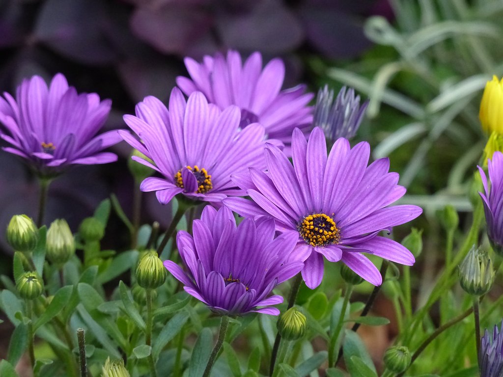 好みの色の庭の花　マーガレットかも
