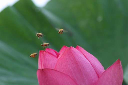 ４分の１
