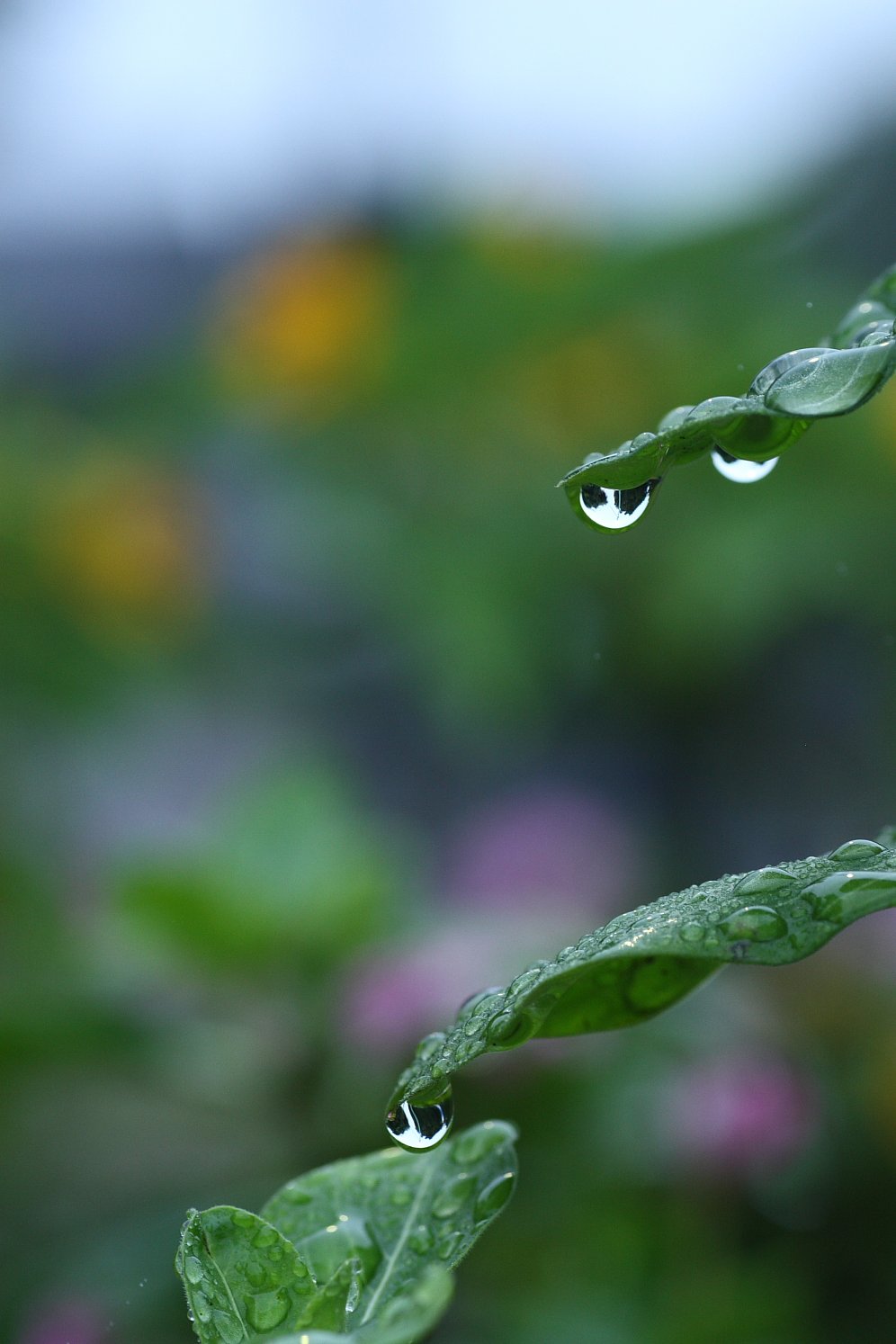 梅雨しずく