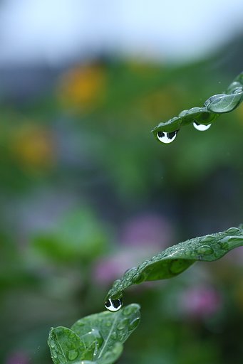 梅雨しずく