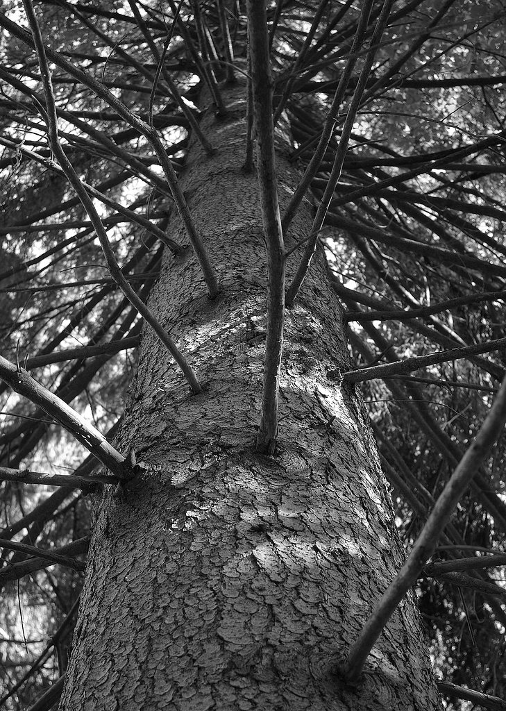 The pine