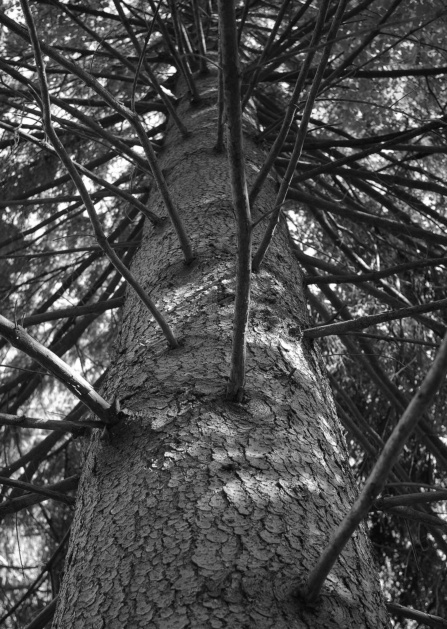 The pine