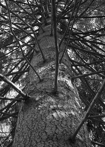 The pine