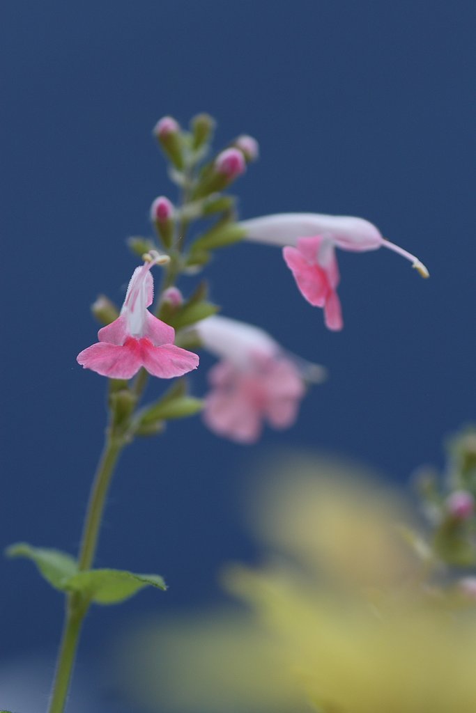 見知らぬ花