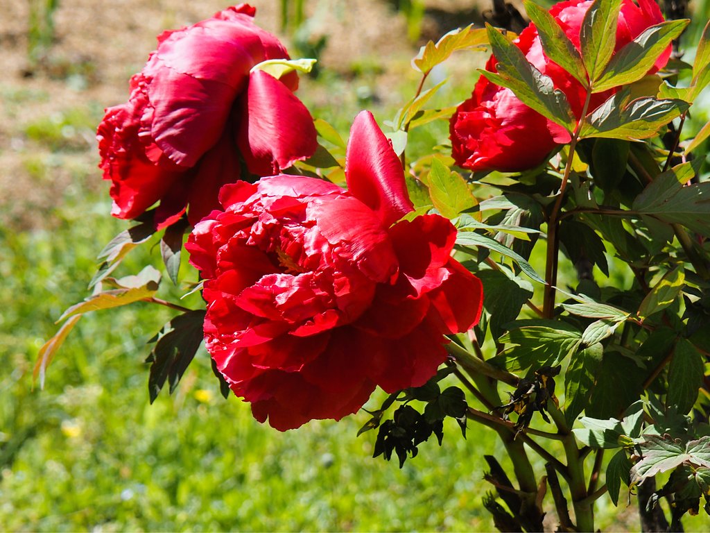 Tamron28-300mmF3.5-6.2;+Adapter