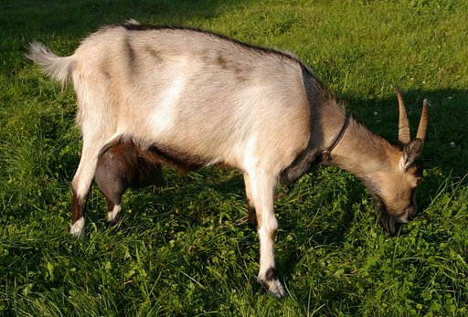 Goat-2