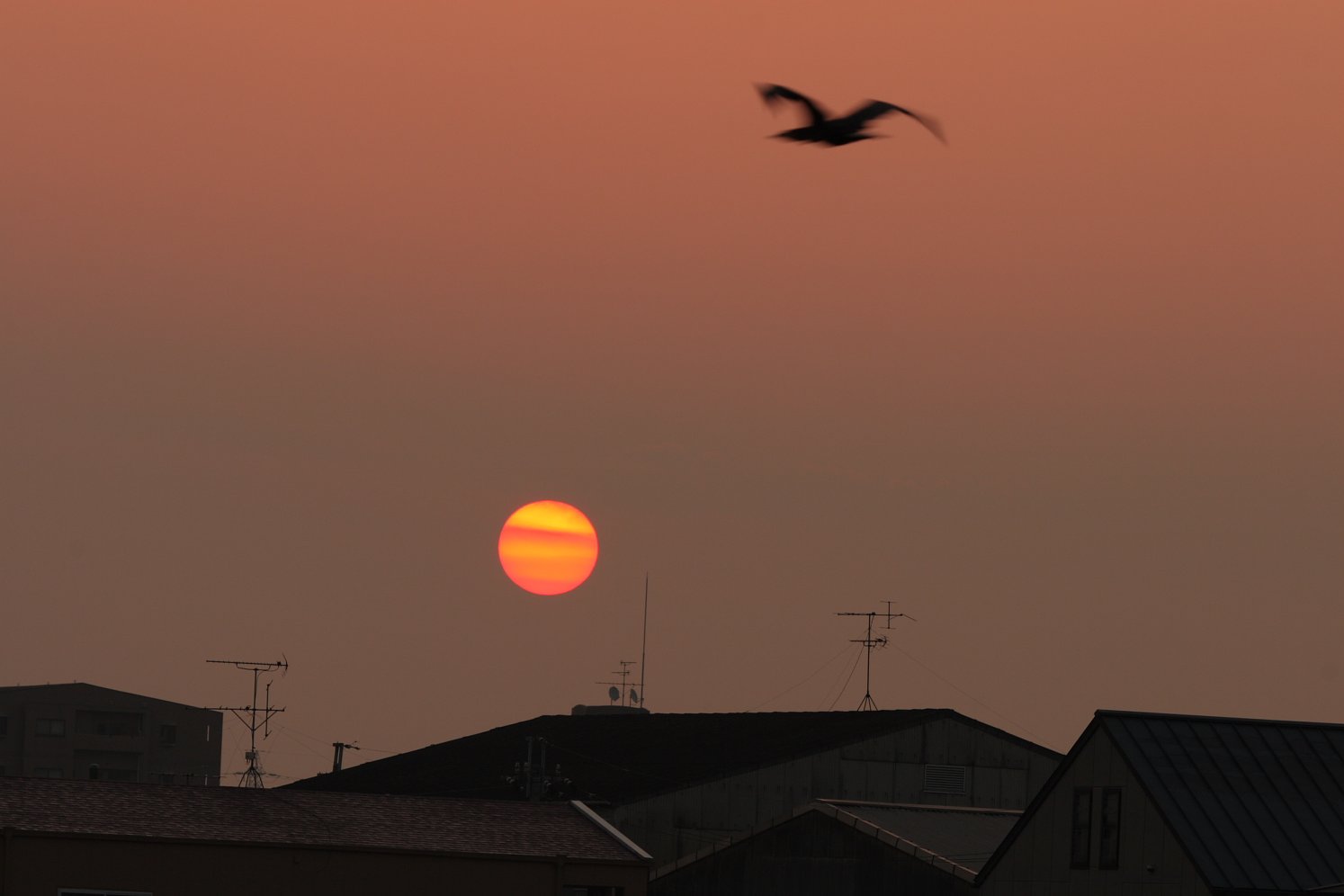 日は昇る
