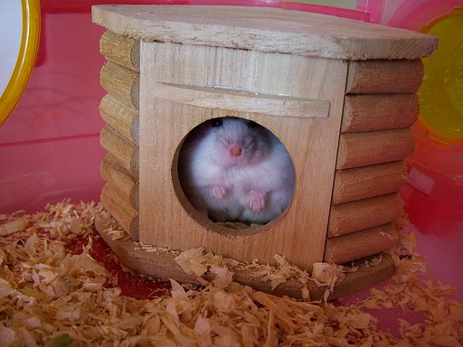 ハムちゃん