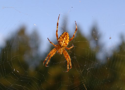 クモ Araneus