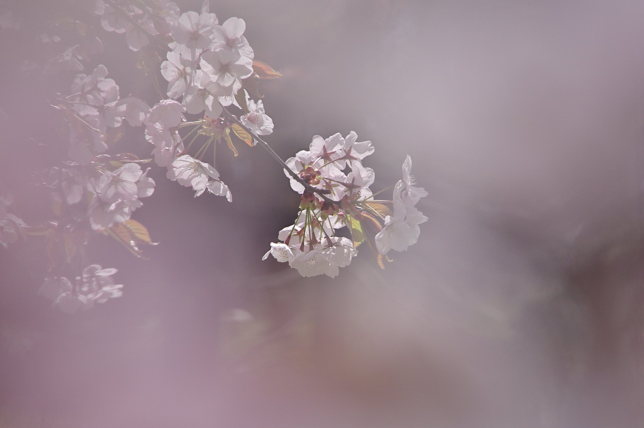 花に埋もれて
