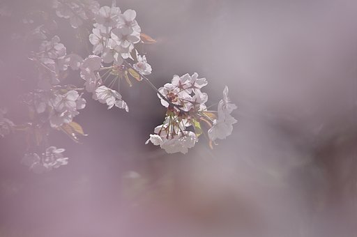花に埋もれて