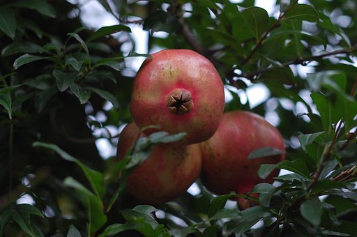 Summicron 90F2