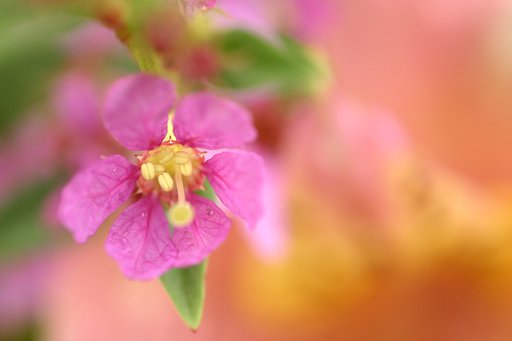 小さな花畑