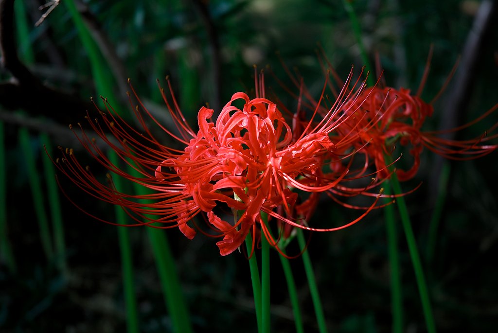 曼珠沙華