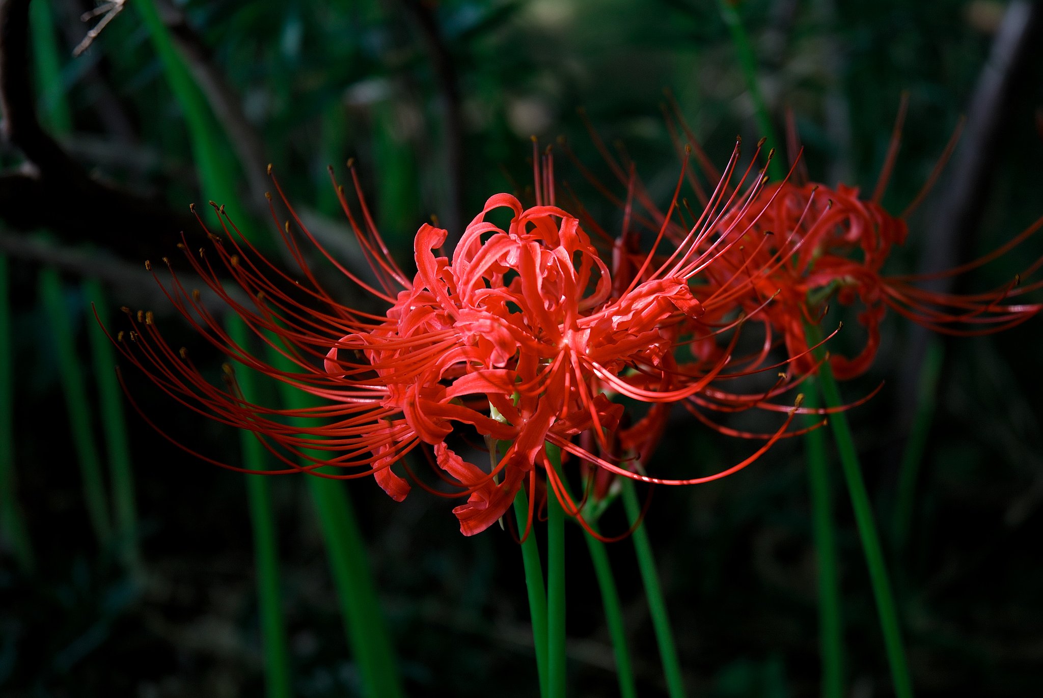 曼珠沙華