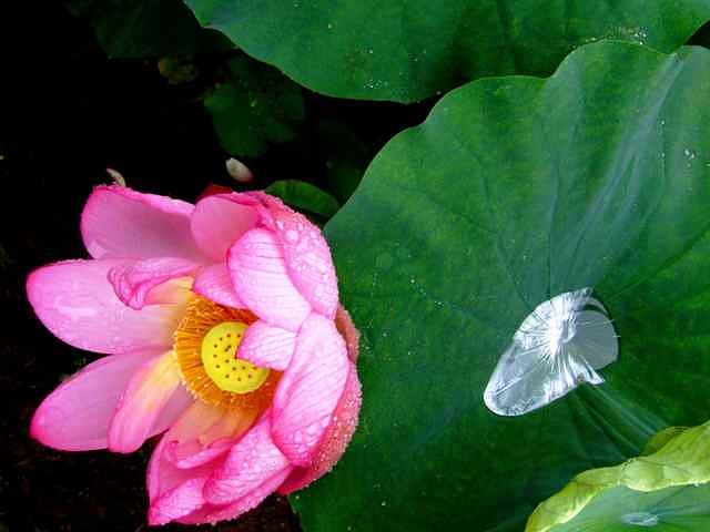 雨後の蓮