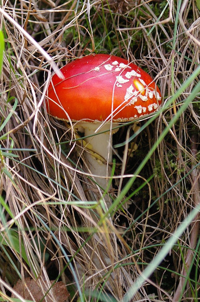Fungus