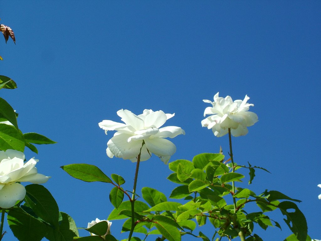 長居植物園３