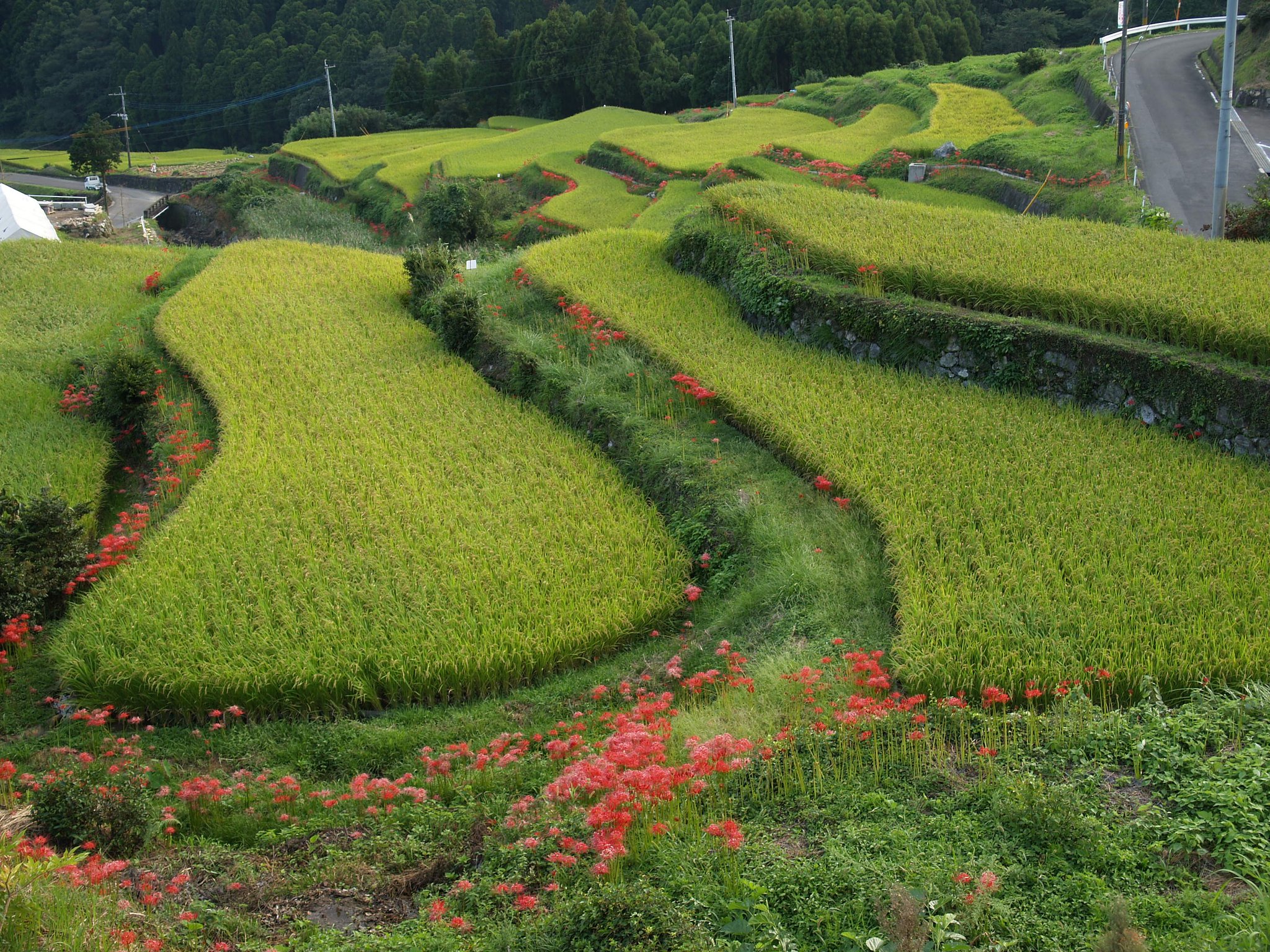 棚田
