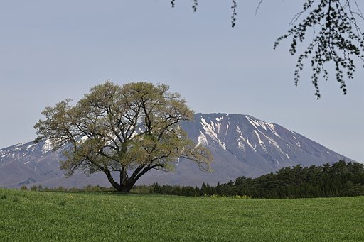 花時が過ぎて誰もいない一本桜