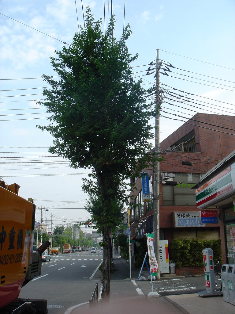 非赤外木々の緑