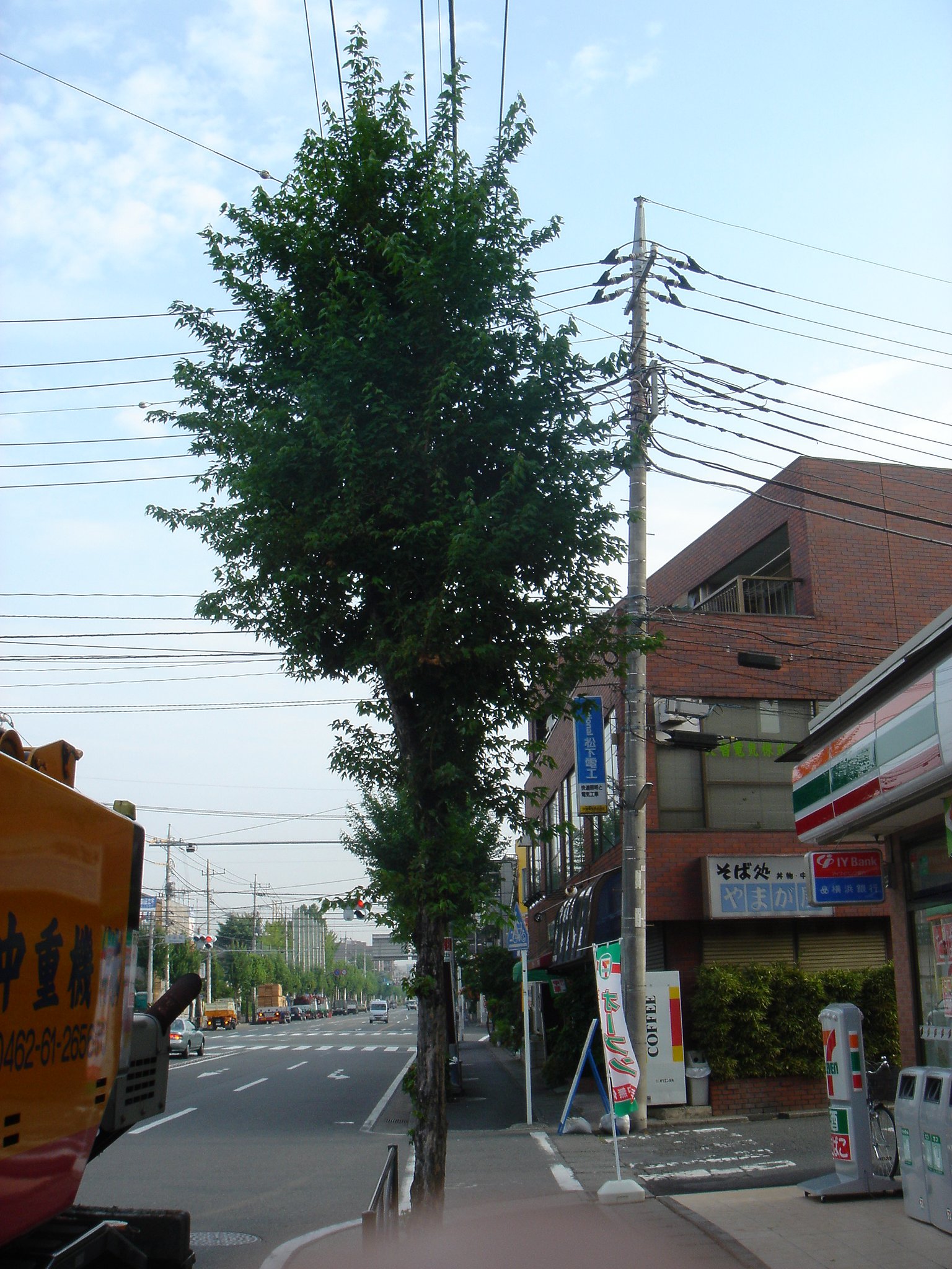 非赤外木々の緑